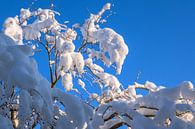 WINTERTIJD : WINTERTAKJE van Photoart-Naegele thumbnail