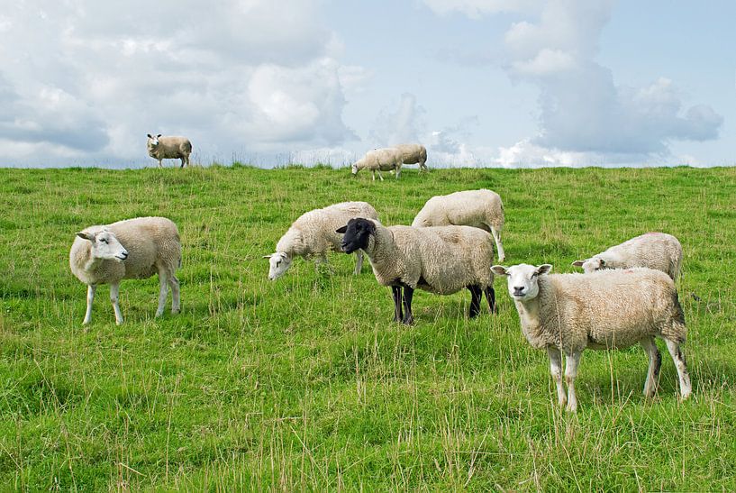 Sheep on the dike by Judith Cool
