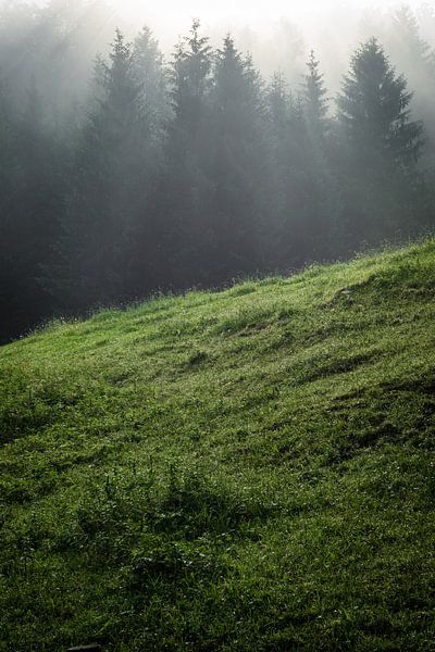 Sommer im Wald von Martin Wasilewski