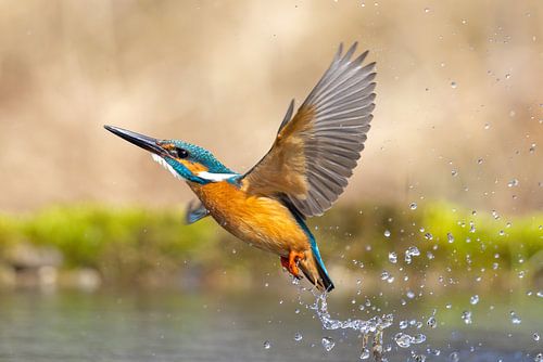 Kingfisher in flight