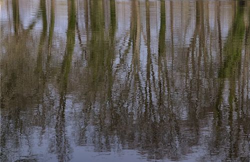 Oude bomen in de regen