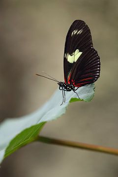 Doris Passiebloemvlinder (Heliconius doris) van Ronald Pol