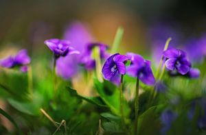 Pansies dans la nature sur Chihong