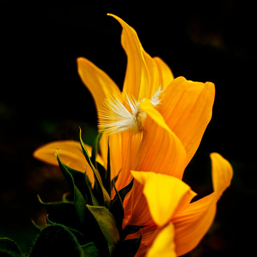 plume de tournesol 02