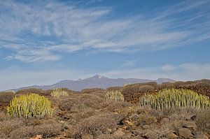 Vulkanische Landschaft mit Wolfsmilchgewächsen auf Teneriffa