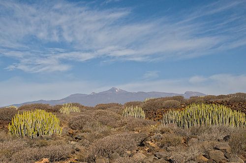Vulkanisch landschap met wolfsmelk planten in Tenerife van Kristof Lauwers