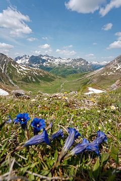 Blumige Aussicht mit Enzian auf die Lechtaler Alpen und die Stuttgarter Hütte von Leo Schindzielorz