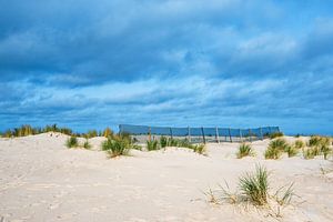 Düne an der Küste der Ostsee in Warnemünde