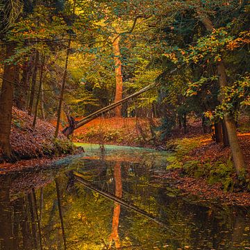 L'automne dans la forêt de Slochter sur Henk Meijer Photography