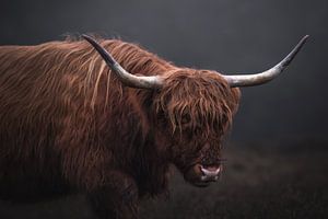 Portrait d'un Highlander écossais avec de longues cornes | photographie | humeur