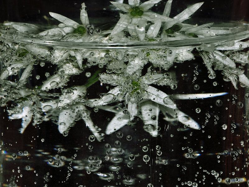 sparkling drops - Bärlauchblüten von Christine Nöhmeier