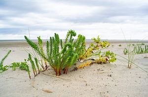 Strandpflanze