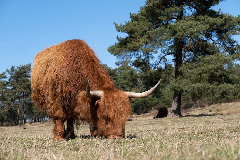 Grazende Schotse Hooglander van Anjo Kan
