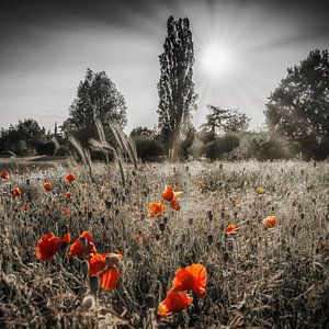Mohnblumen im Sonnenschein  | Vintage,