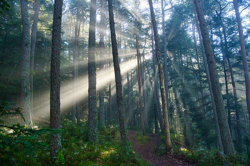 Ambiance automnale dans la forêt vosgienne
