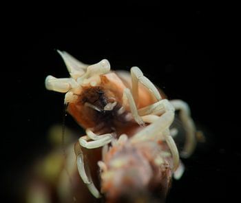 Crevette corallienne, Tulamben, Bali, Indonésie