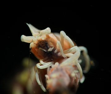 Zweepkoraalgarnaal, Tulamben, Bali, Indonesië