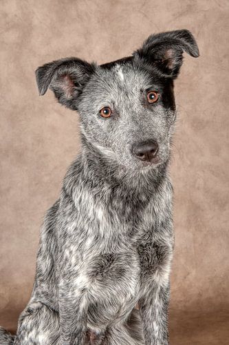 Australian Cattle Dog