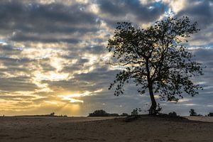 Zonsopkomst Loonse en Drunense Duinen