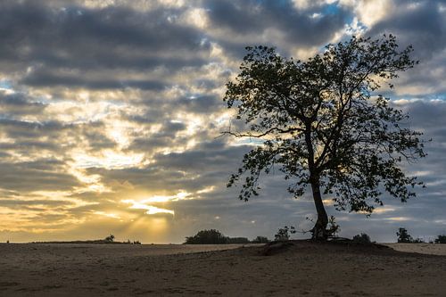 Zonsopkomst Loonse en Drunense Duinen