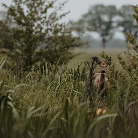 Young fawn at Zeijen by Rob Veldman