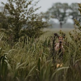 Jeune faon à Zeijen sur Rob Veldman