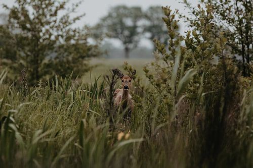 Young fawn at Zeijen by Rob Veldman
