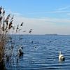 Ein See mit Schwänen von Gerard de Zwaan