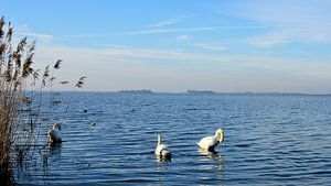 Ein See mit Schwänen