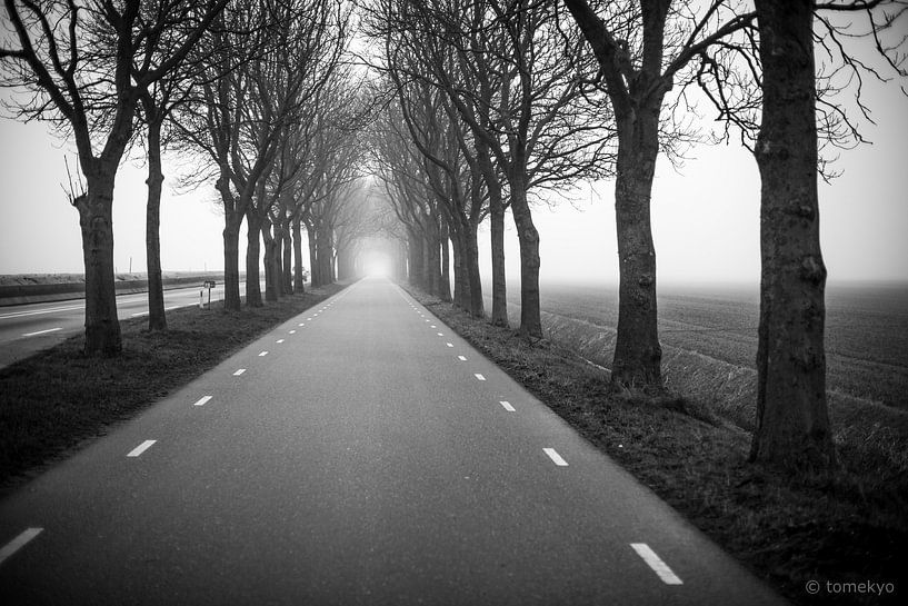 trees by Tomek Kepa