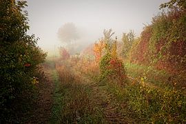 Nebliger Sonnenaufgang im Eyser Wald