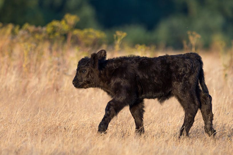 Kleines Kalb von Max ter Burg Fotografie