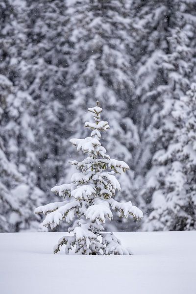 Une petite épinette dans la neige par Coen Weesjes