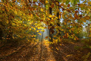 Sun through autumn leaves with mist by Remco Van Daalen