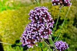 Bloemen & planten van Stef De Vos
