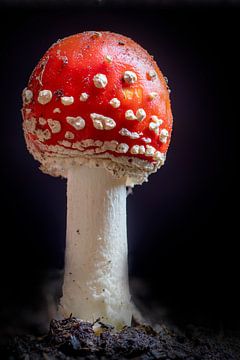 Photo macro d'un champignon sur Humphry Jacobs