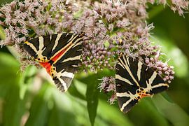 Spaanse vlag by Ralph Jongejan