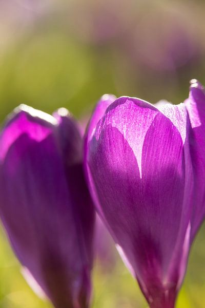 bloemenkunst |   macrofoto van krokus, oranje meeldraden in een bloem | lente bloem |fine art foto p van Karijn | Fine art Natuur en Reis Fotografie