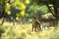 Damhert (Dama dama) hinde met kalf in het bos