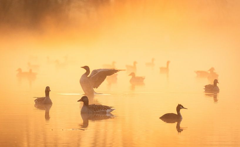 Déployer des ailes par Arjen Noord