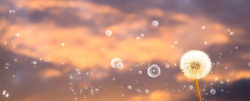 pissenlits dans la lumière du soir