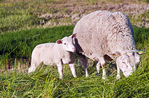 Mutterschaf mit Lamm im Oderbruch