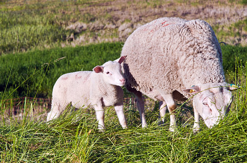 Ewe with lamb in the Oderbruch