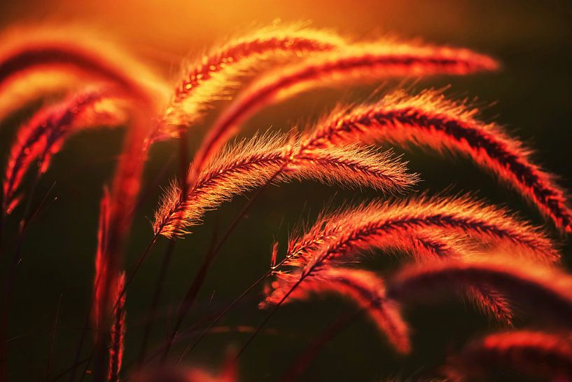 Grasses in the evening light by Thomas Jäger