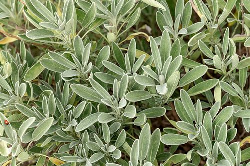 Salvia elegans Salie