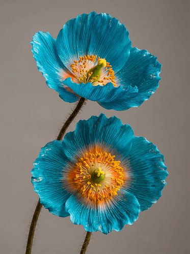 Portrait floral en gros plan d'un pavot bleu de l'Himalaya