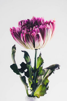 proud flower
