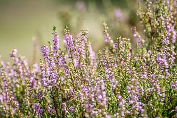 Purple flowering heather plants in the field by Michel Geluk