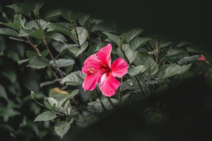 Whisper of Flora - Vibrant Hibiscus Portrait - Rose par Femke Ketelaar