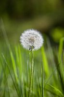 Dandelion bulb